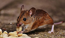 24 Hour & Emergency Exterminators in Prairie Du Sac, WI